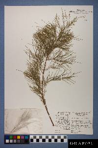 Tamarix aphylla image